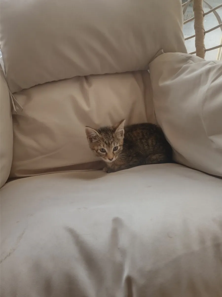 Female kitten 11wks old - Image 3