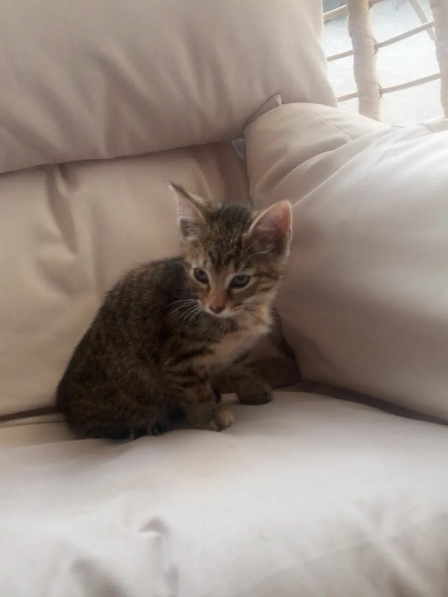 Female kitten 11wks old - Image 4