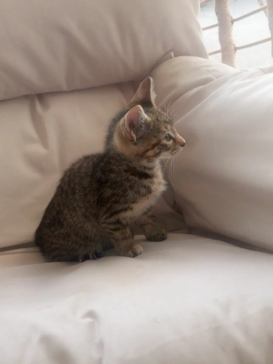 Female kitten 11wks old - Image 2