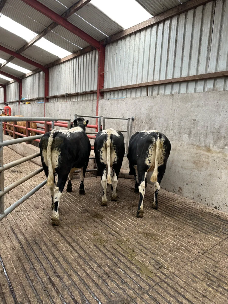 Shorthorn Bulling heifers - Image 2