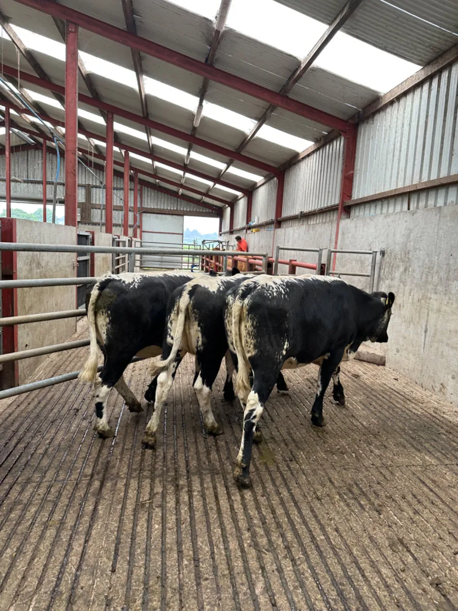Shorthorn Bulling heifers - Image 1