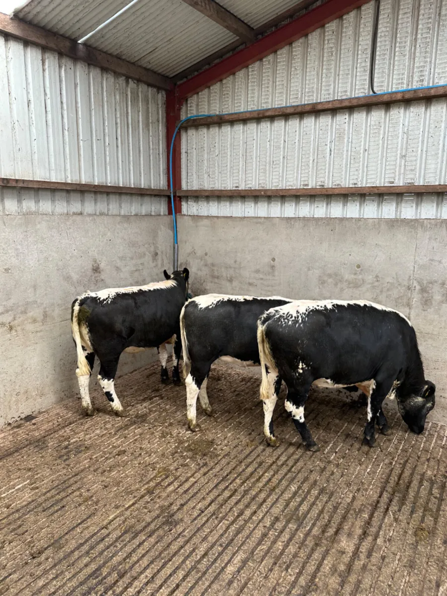 Shorthorn Bulling heifers - Image 4