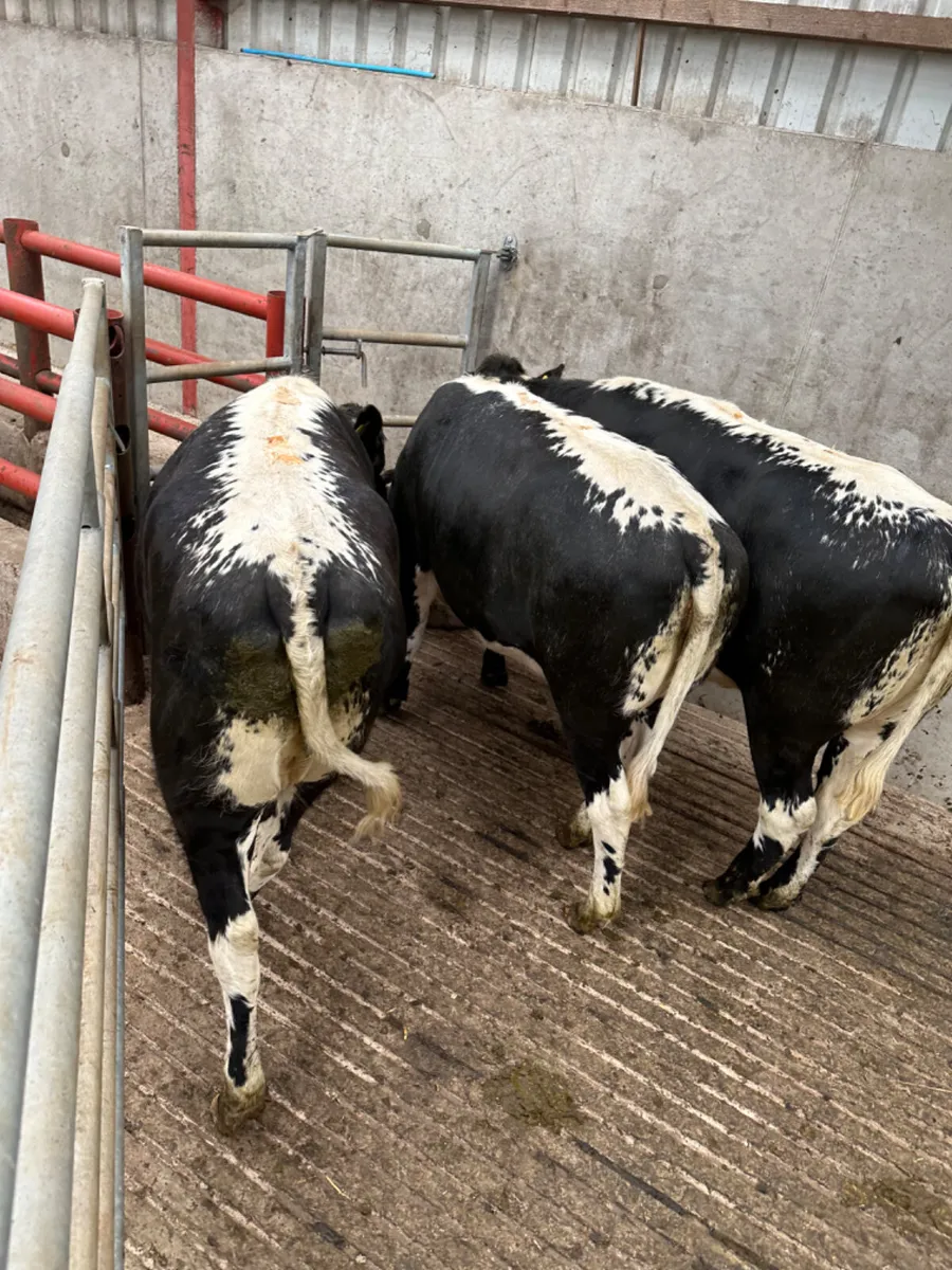 Shorthorn Bulling heifers - Image 3