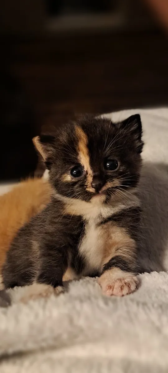 Kittens - Image 1
