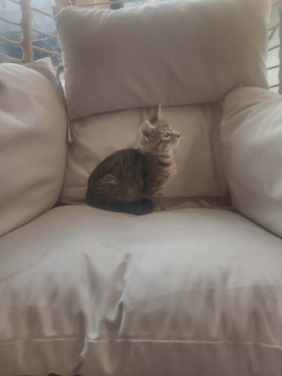 Female kitten 11wks old - Image 1