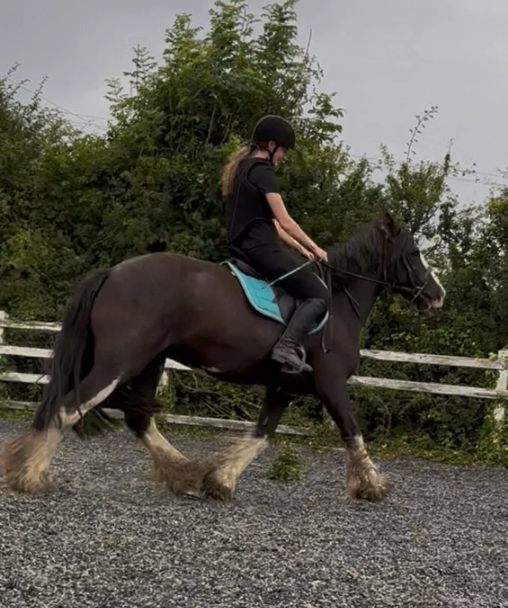 15.1h 17 year old mare - Image 1