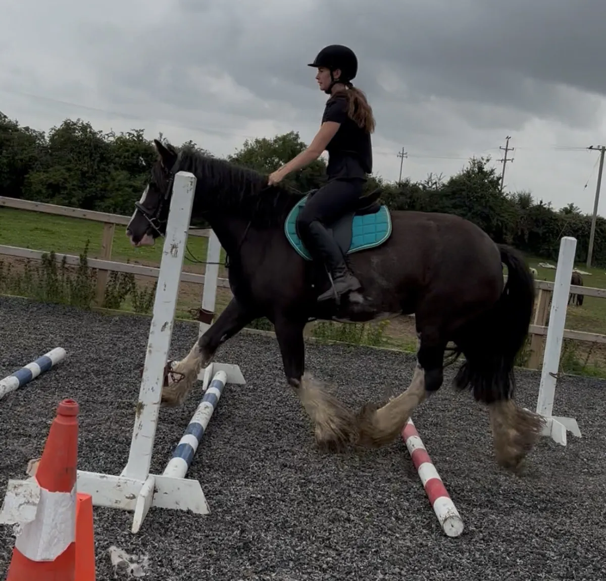 15.1h 17 year old mare - Image 2