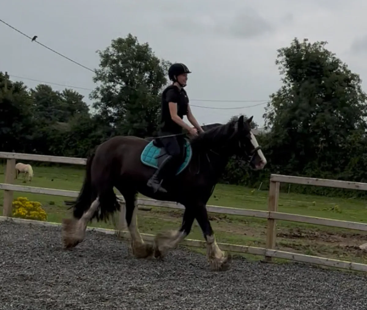 15.1h 17 year old mare - Image 3
