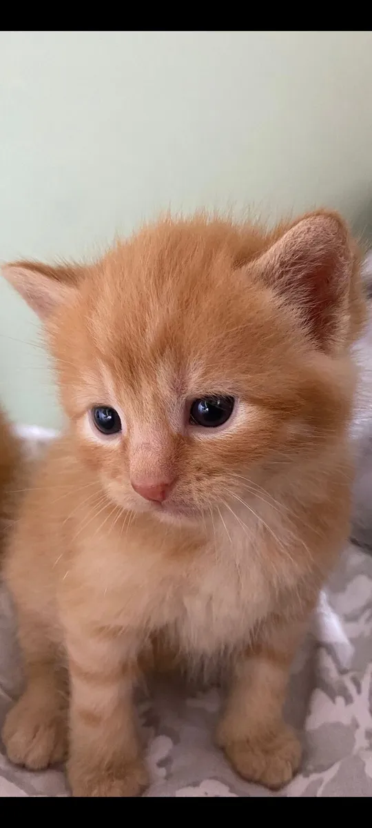 Kittens - Image 2