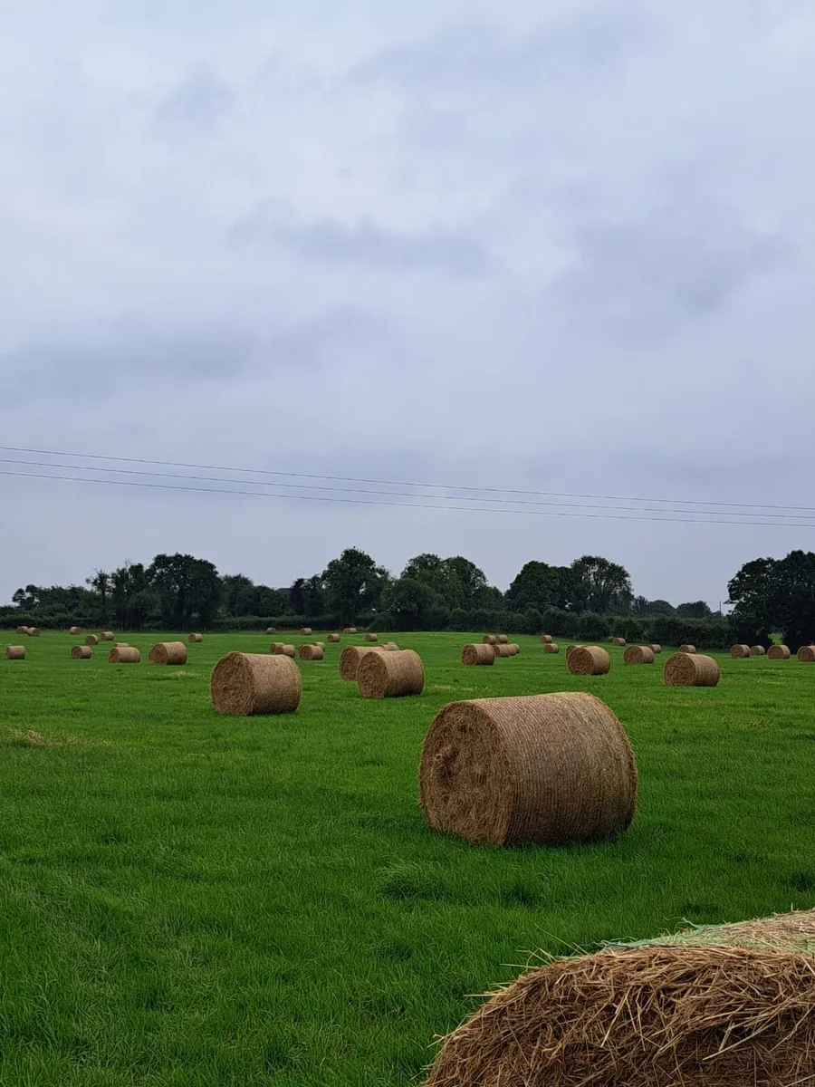 Old Meadow Hay - Image 2