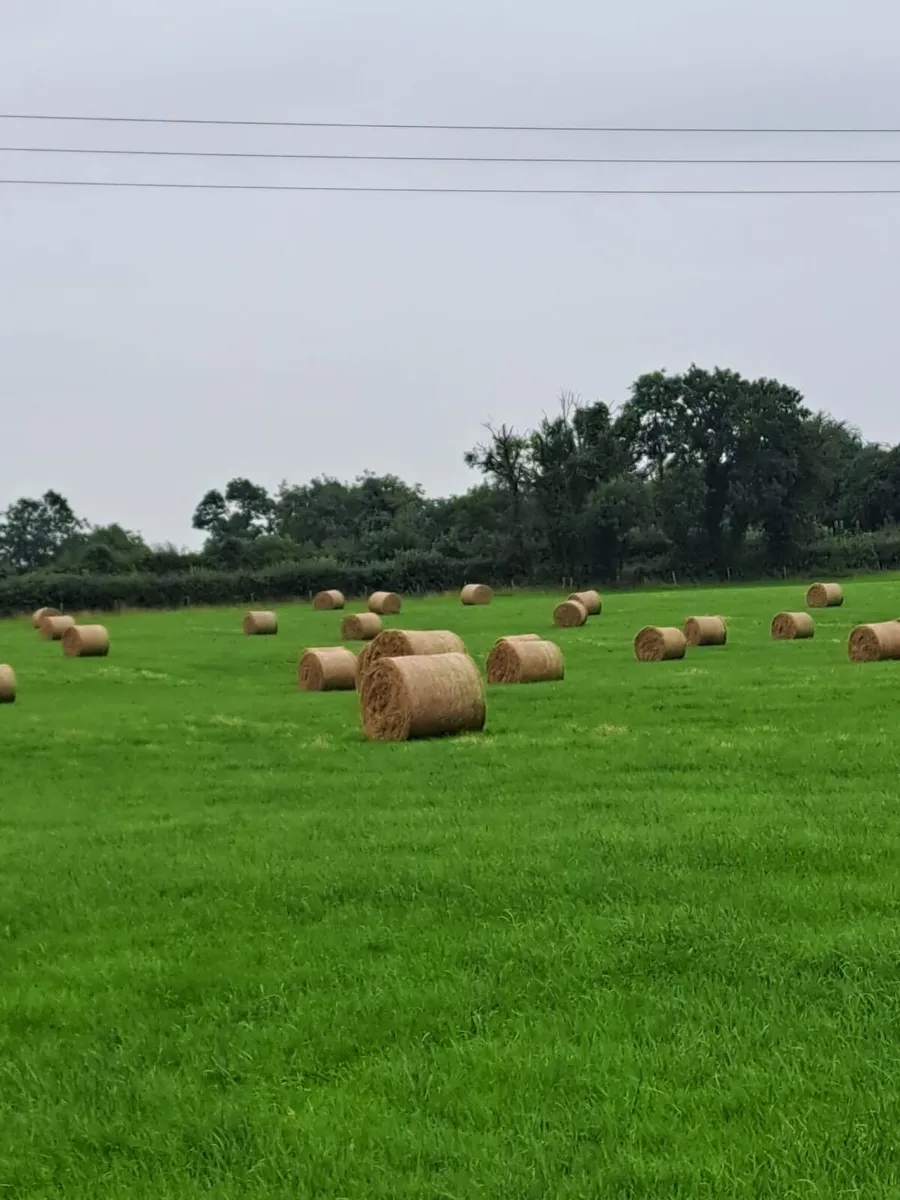 Old Meadow Hay - Image 3