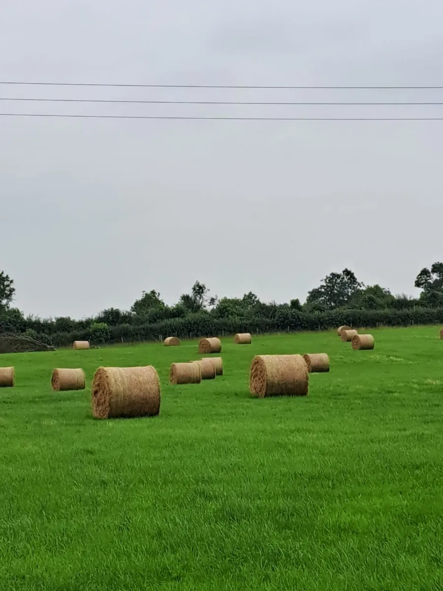 Old Meadow Hay - Image 4