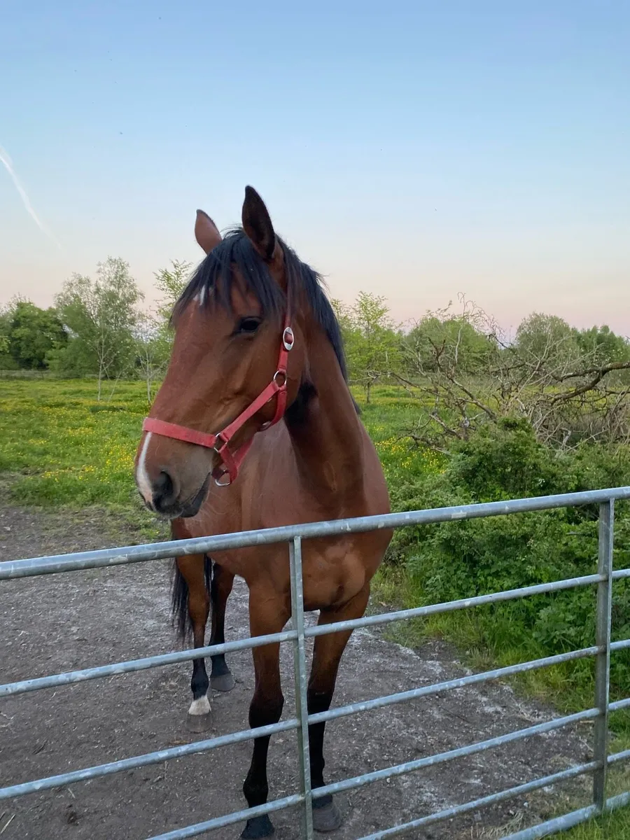 4 year old bay filly - Image 2