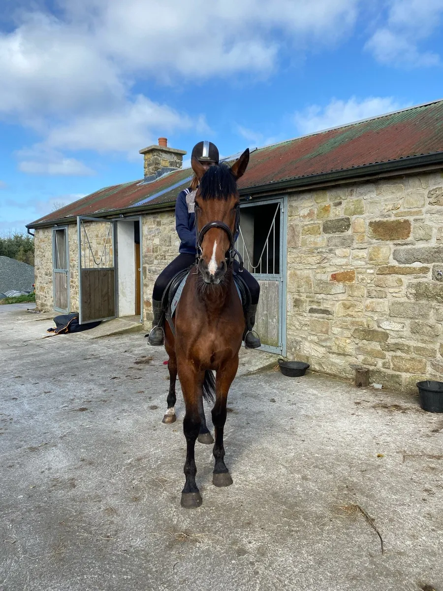 4 year old bay filly - Image 3