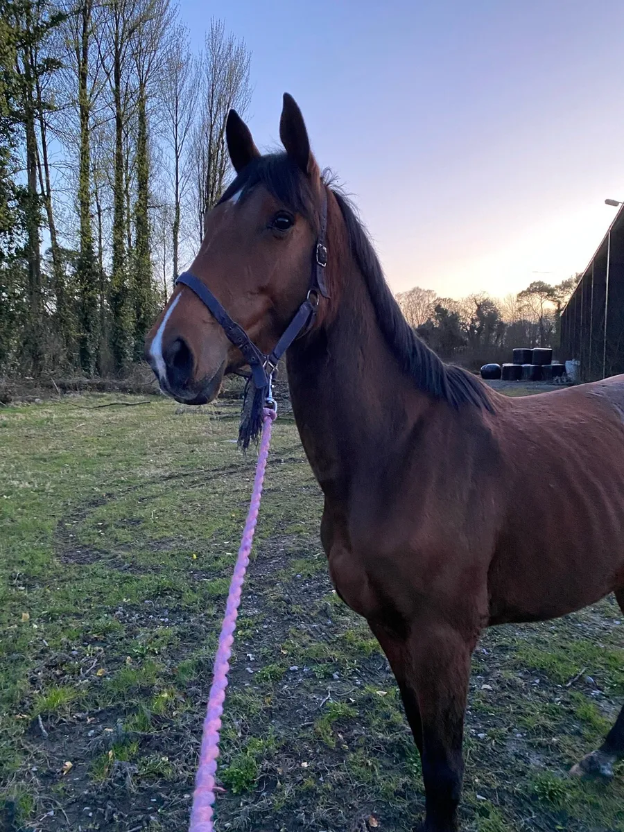 4 year old bay filly - Image 1