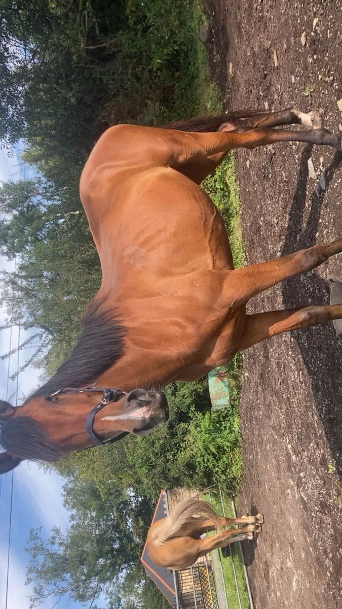 4 year old bay filly - Image 4