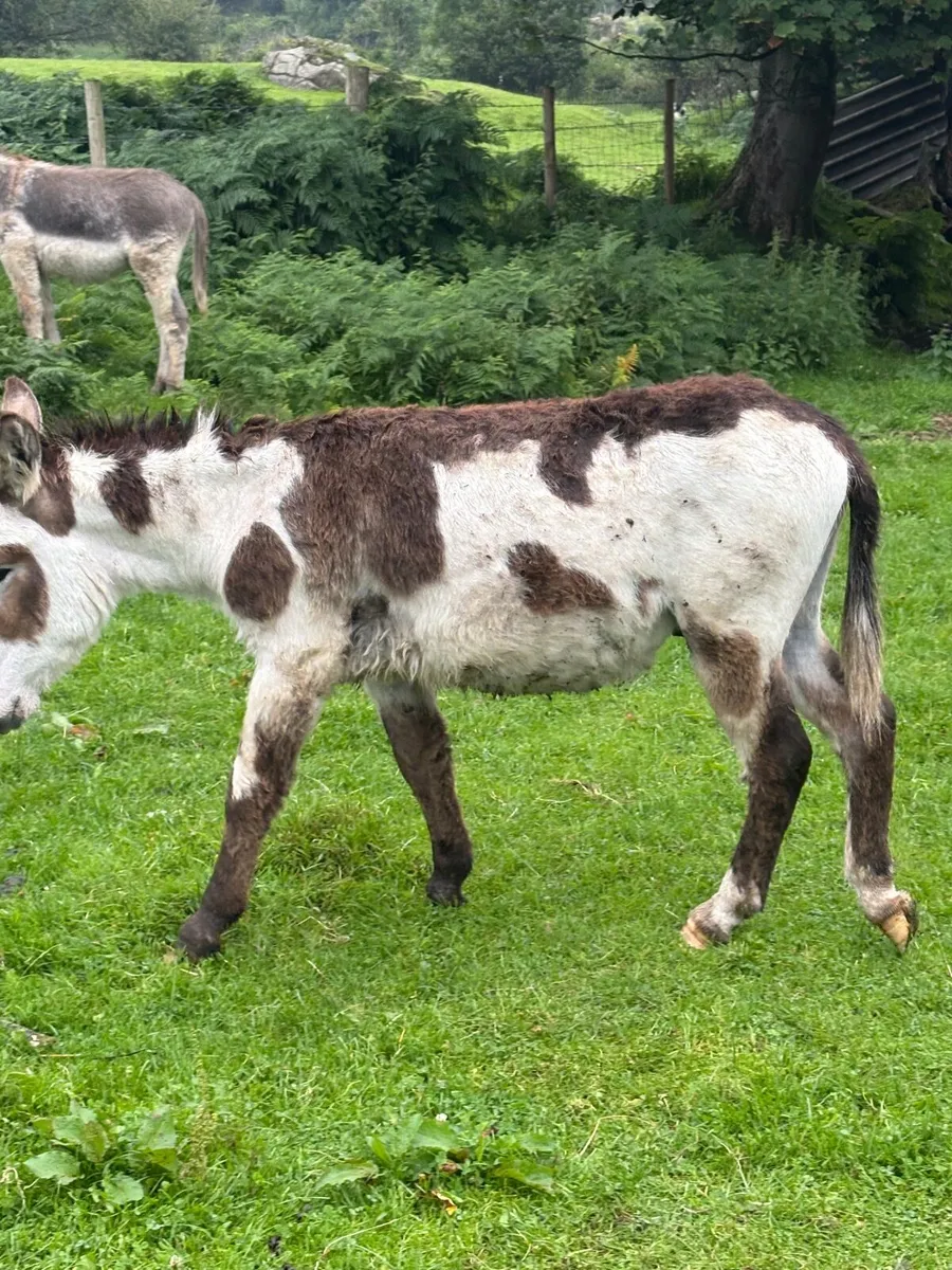 1 year old piebald jack - Image 1
