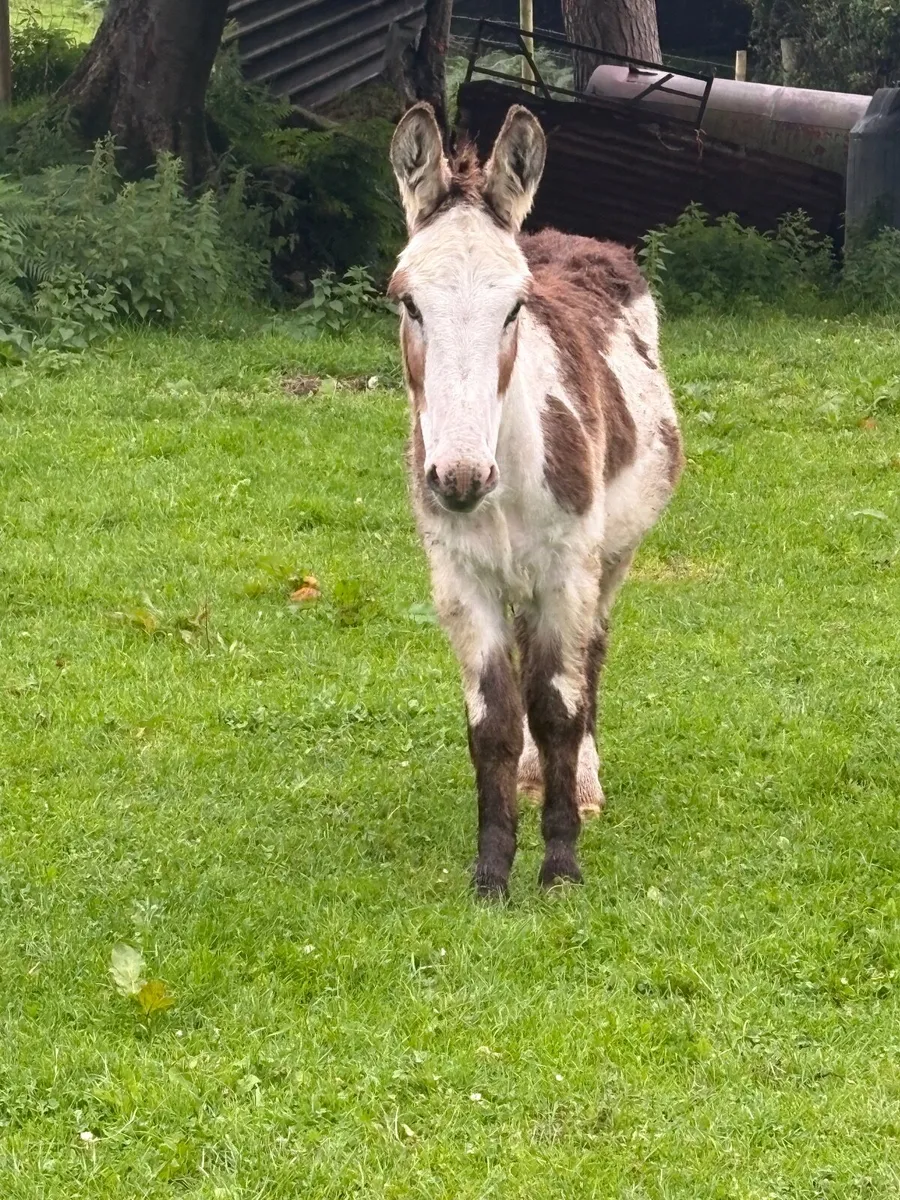 1 year old piebald jack - Image 2