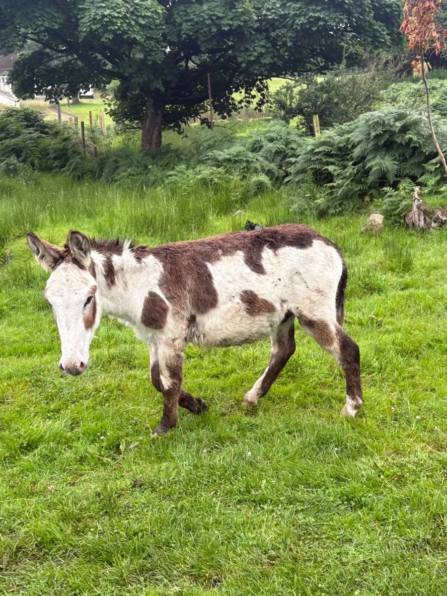 1 year old piebald jack - Image 3