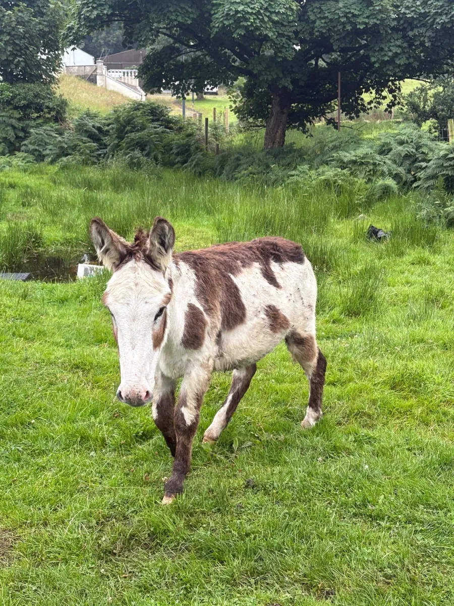 1 year old piebald jack - Image 4
