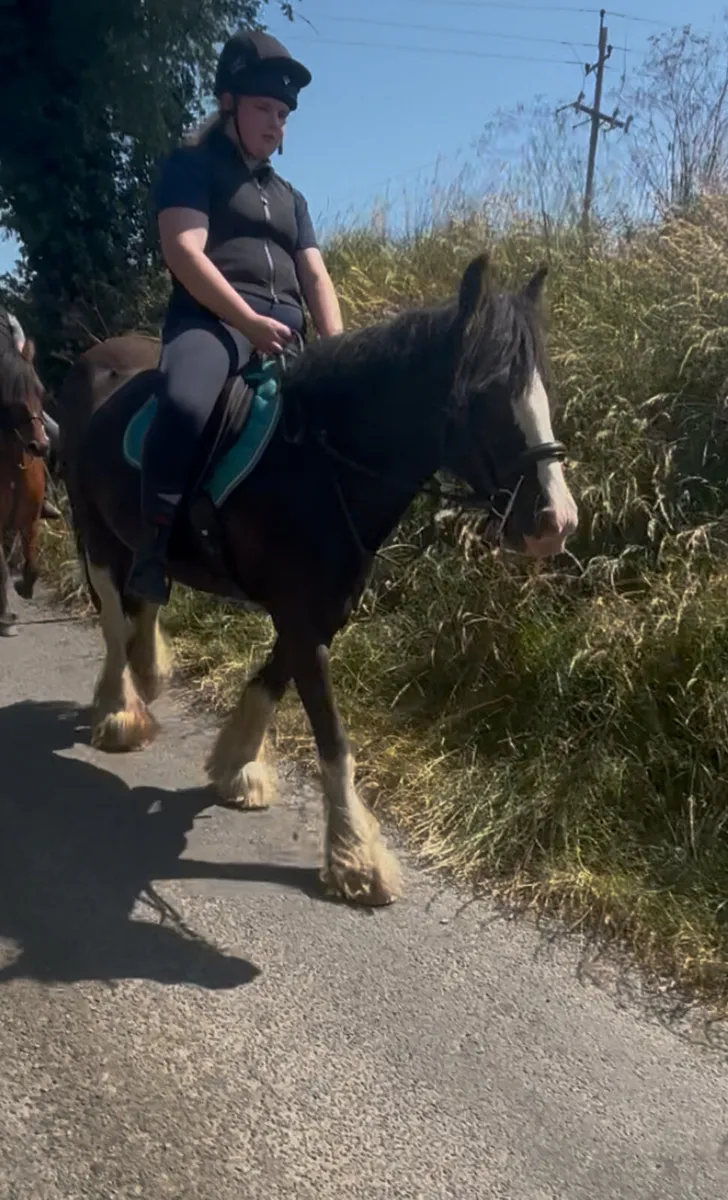 15.1h 17 year old mare - Image 4