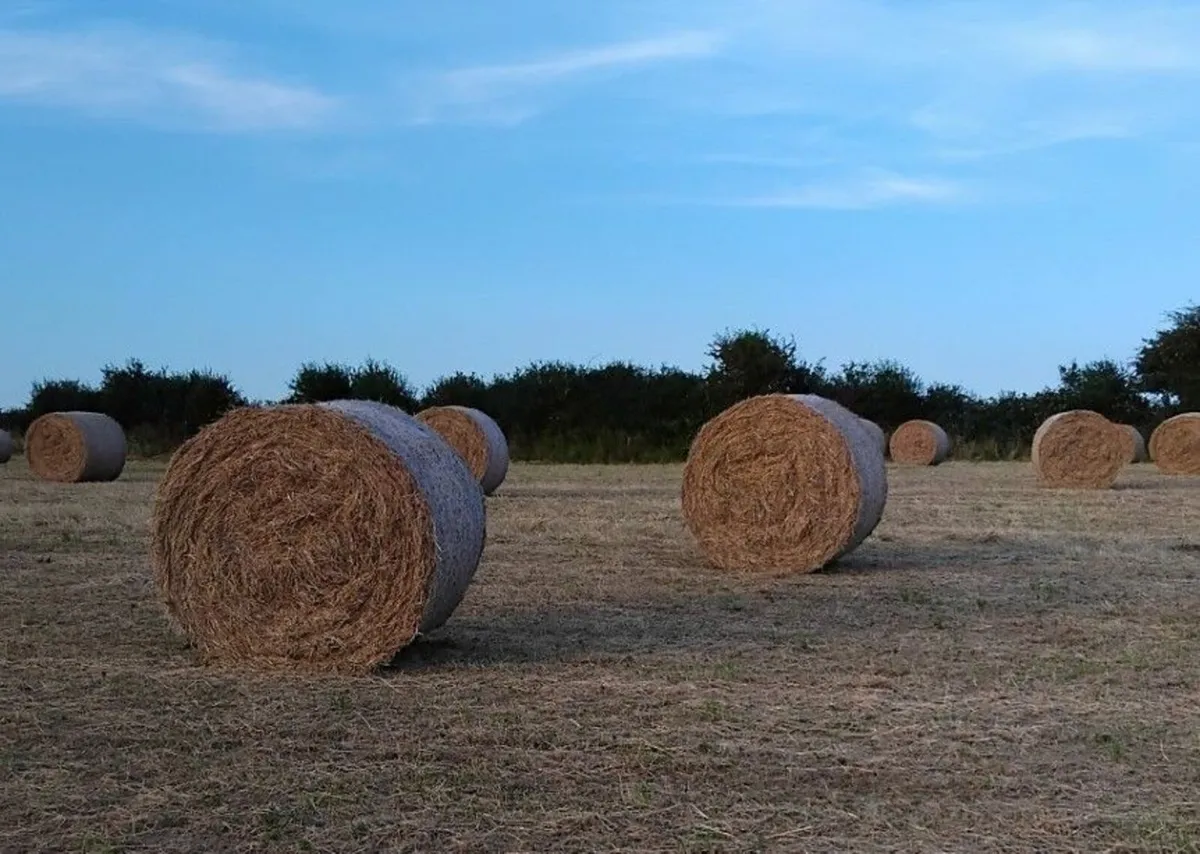 Hay