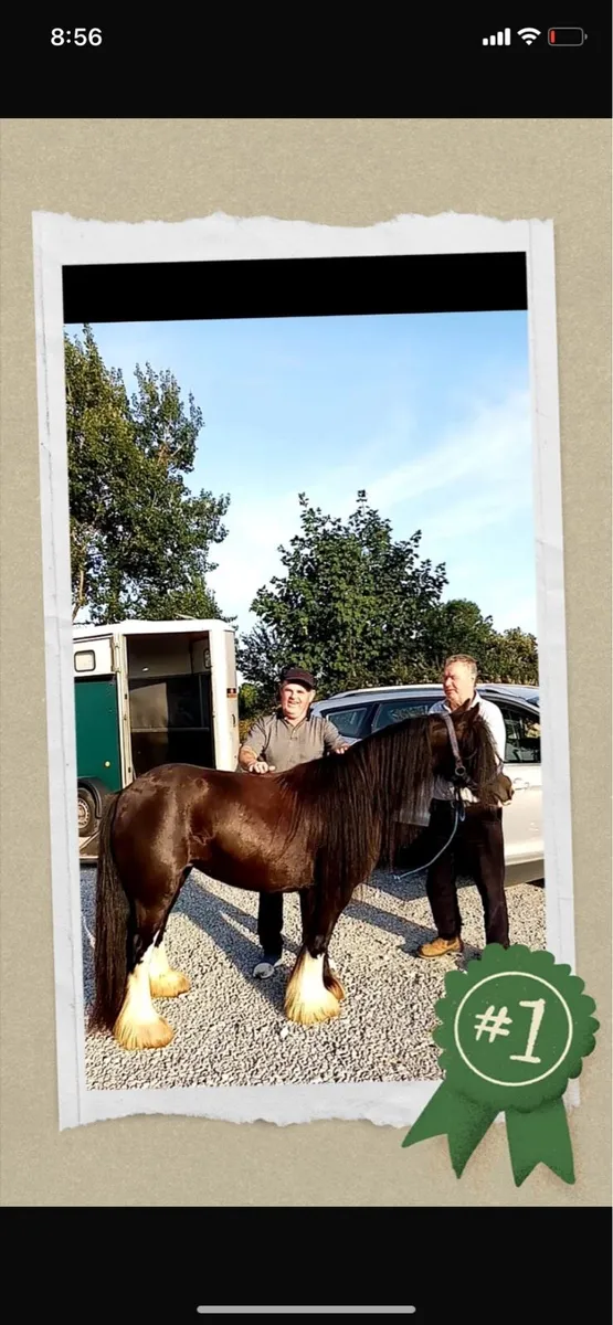 Mare pony - Image 1