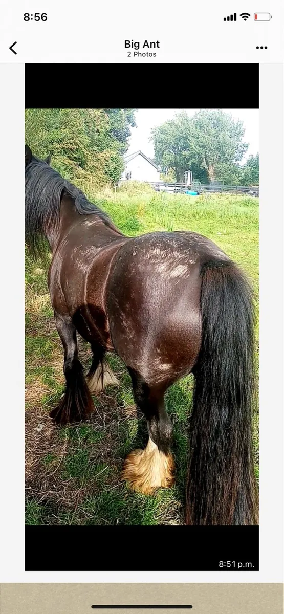 Mare pony - Image 2