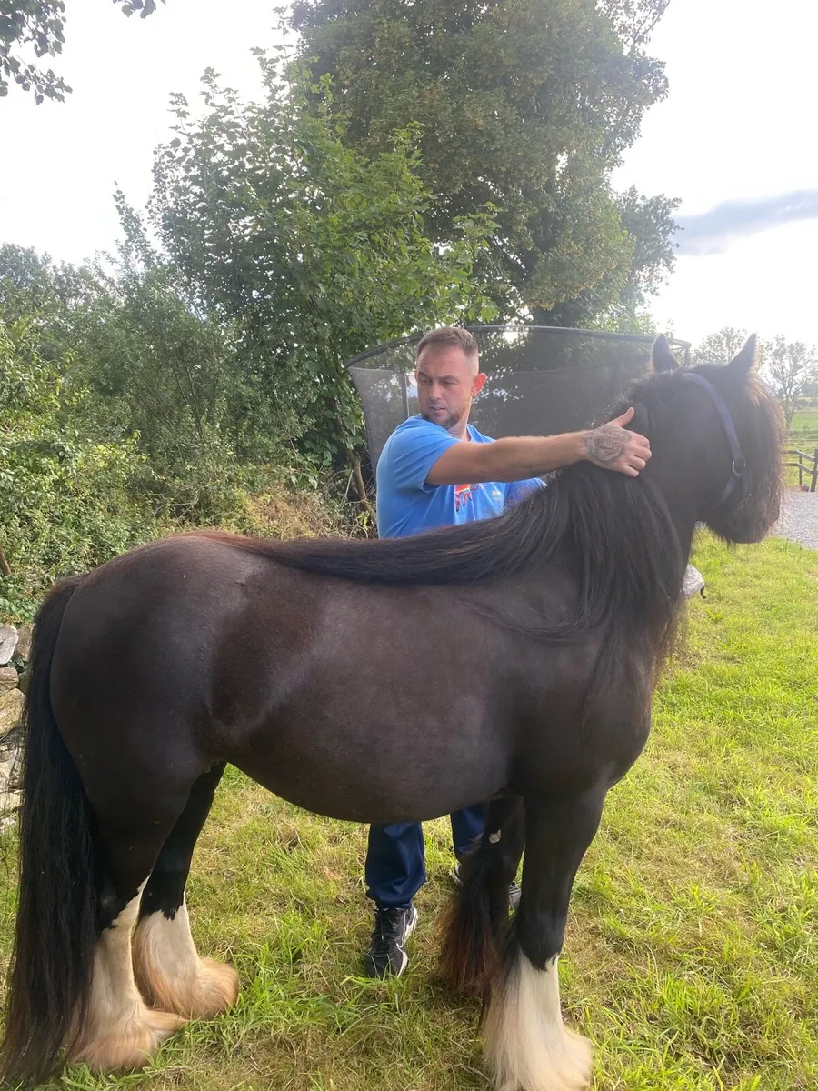 Mare pony - Image 3