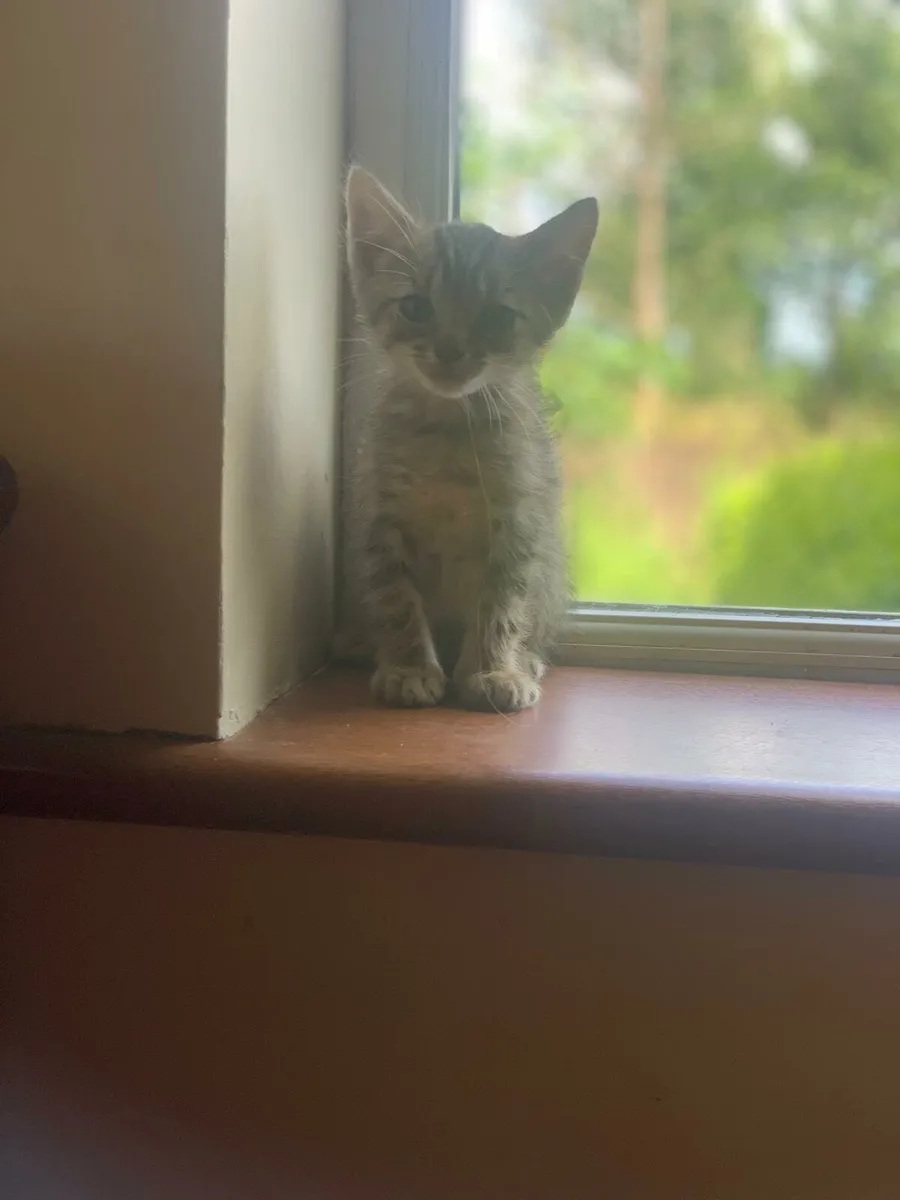 Kittens - Image 1