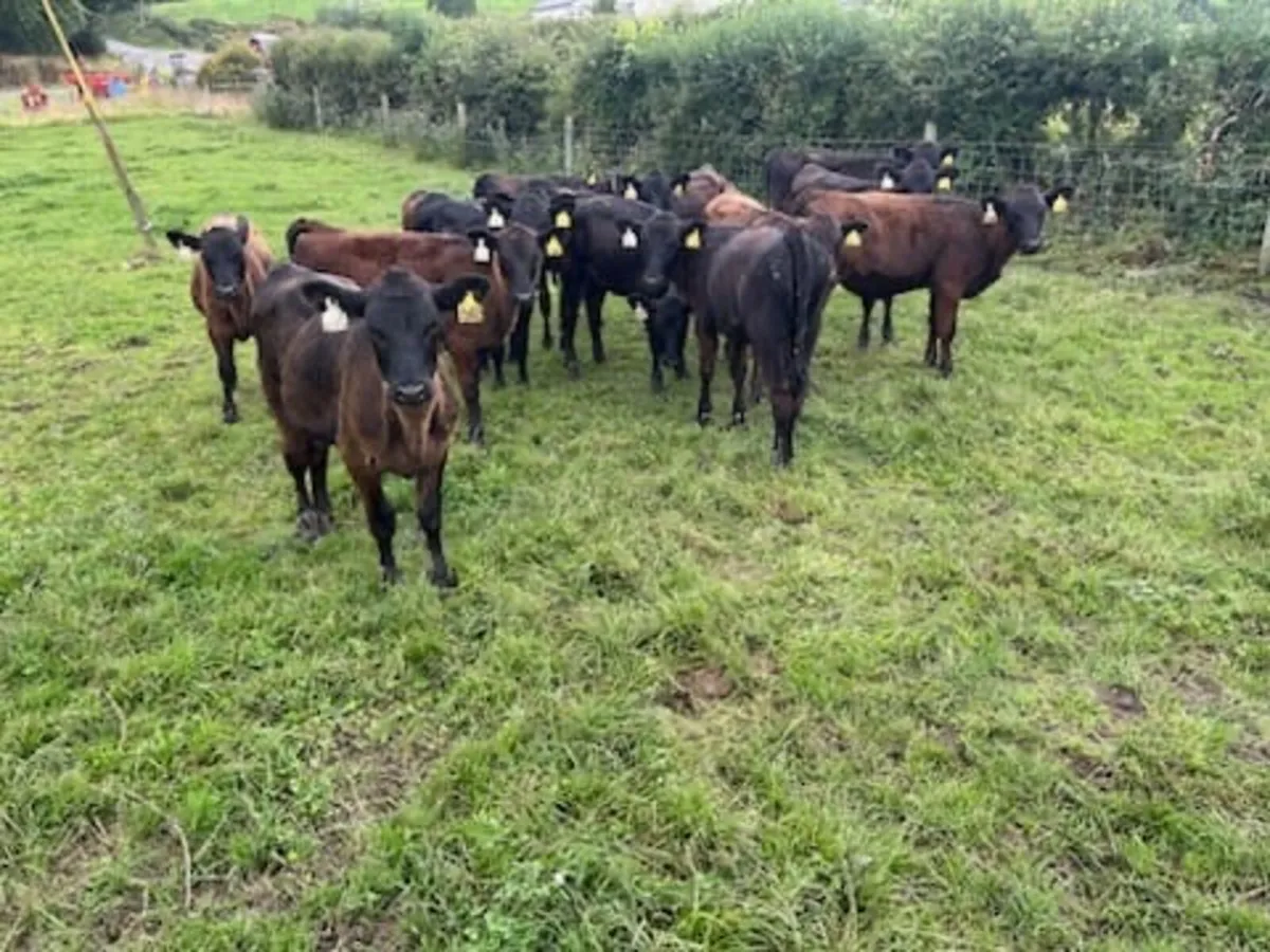 Top Class Aberdeen Angus Heifer Weanlings - Image 1