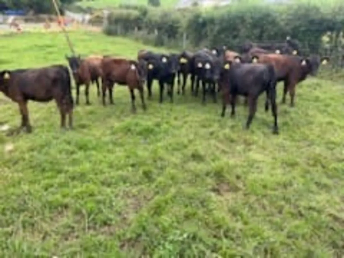 Top Class Aberdeen Angus Heifer Weanlings - Image 2