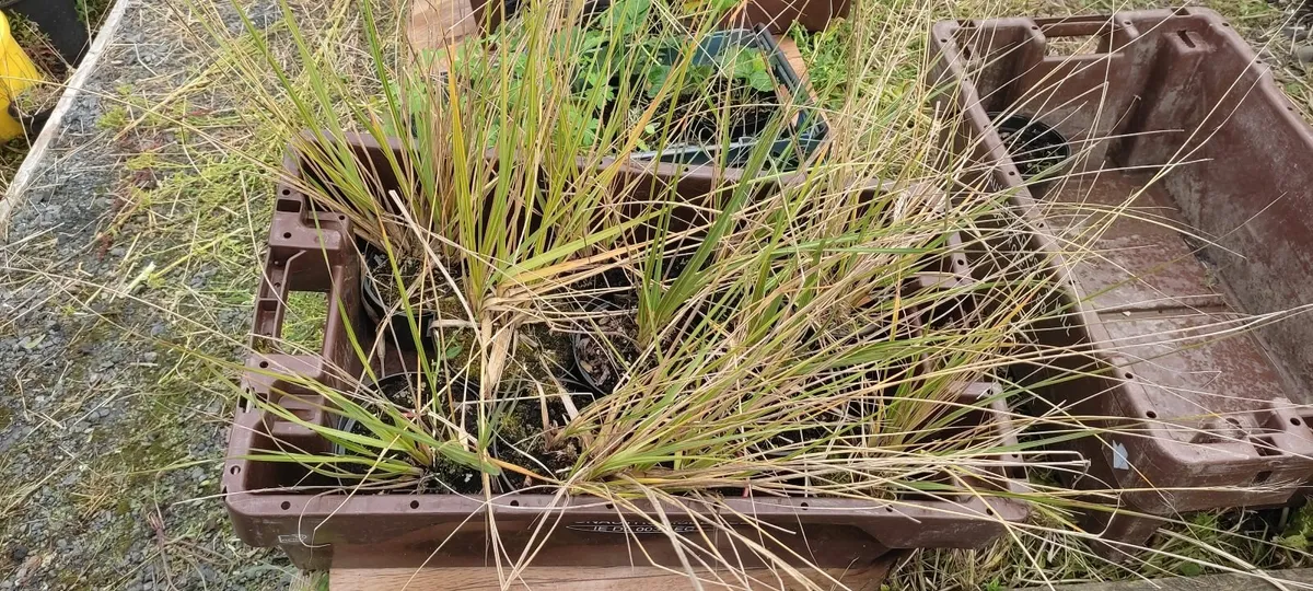 Large Pampass Grass Plants - Image 1