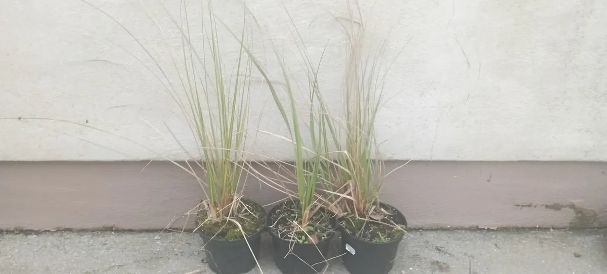 Large Pampass Grass Plants - Image 2