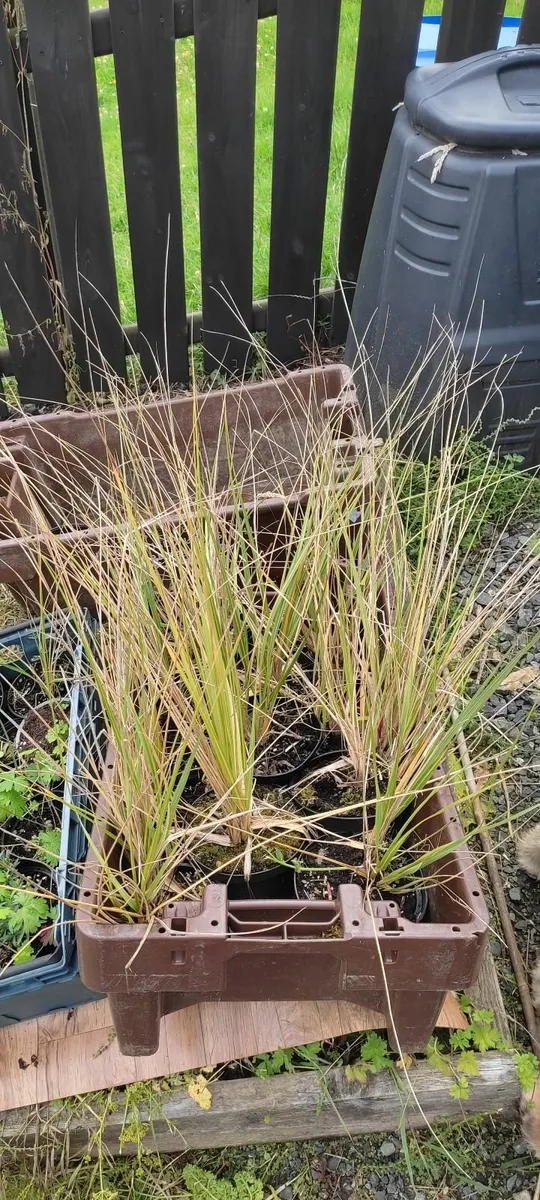 Large Pampass Grass Plants - Image 3