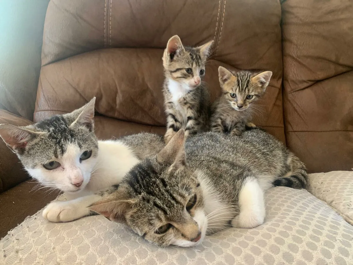 Kittens - Image 2