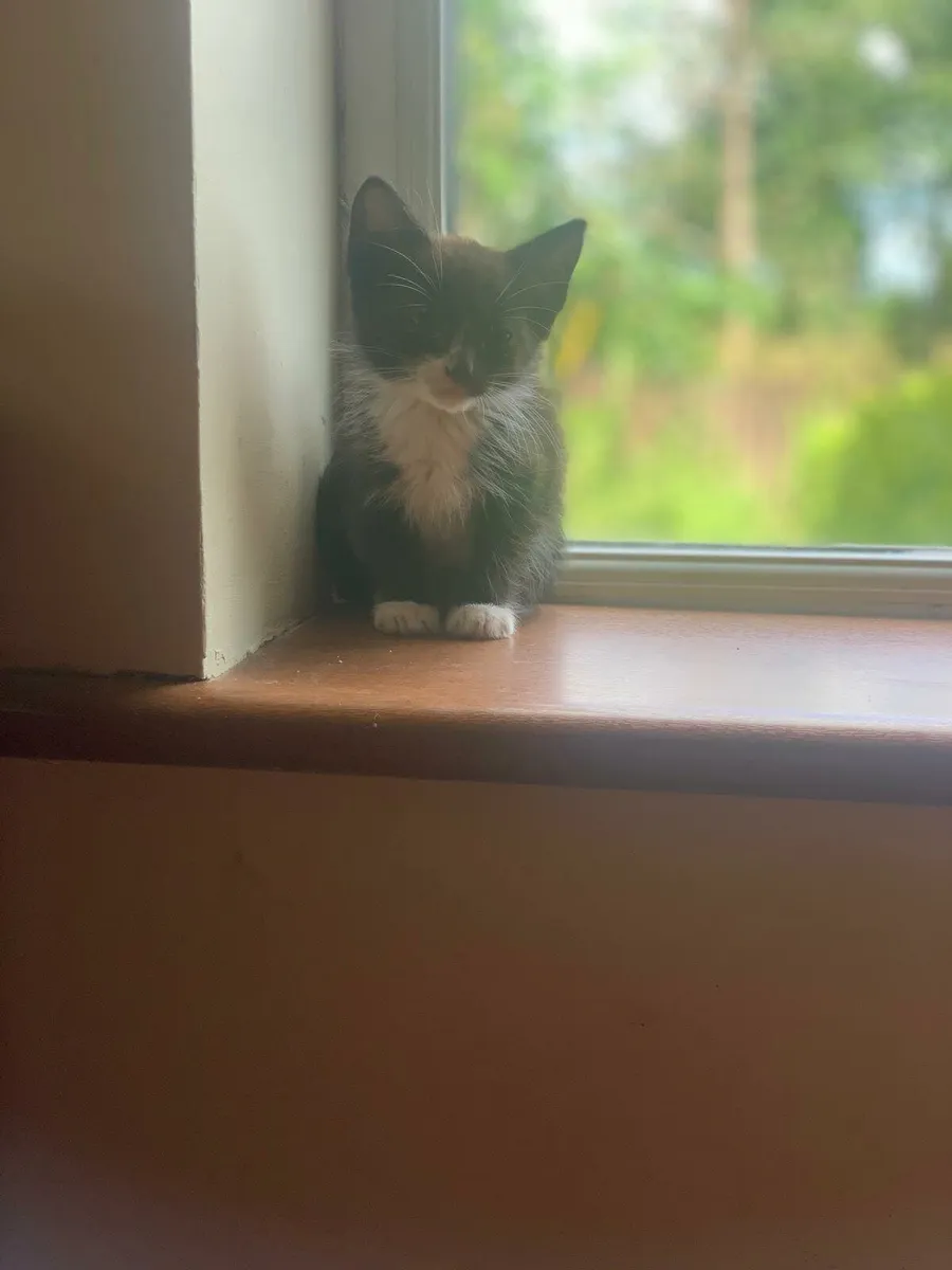 Kittens - Image 4