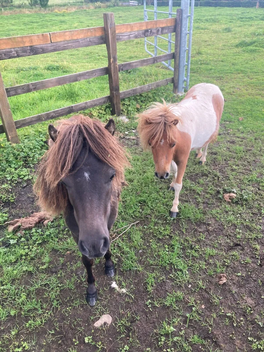 Shetland filly foals - Image 1