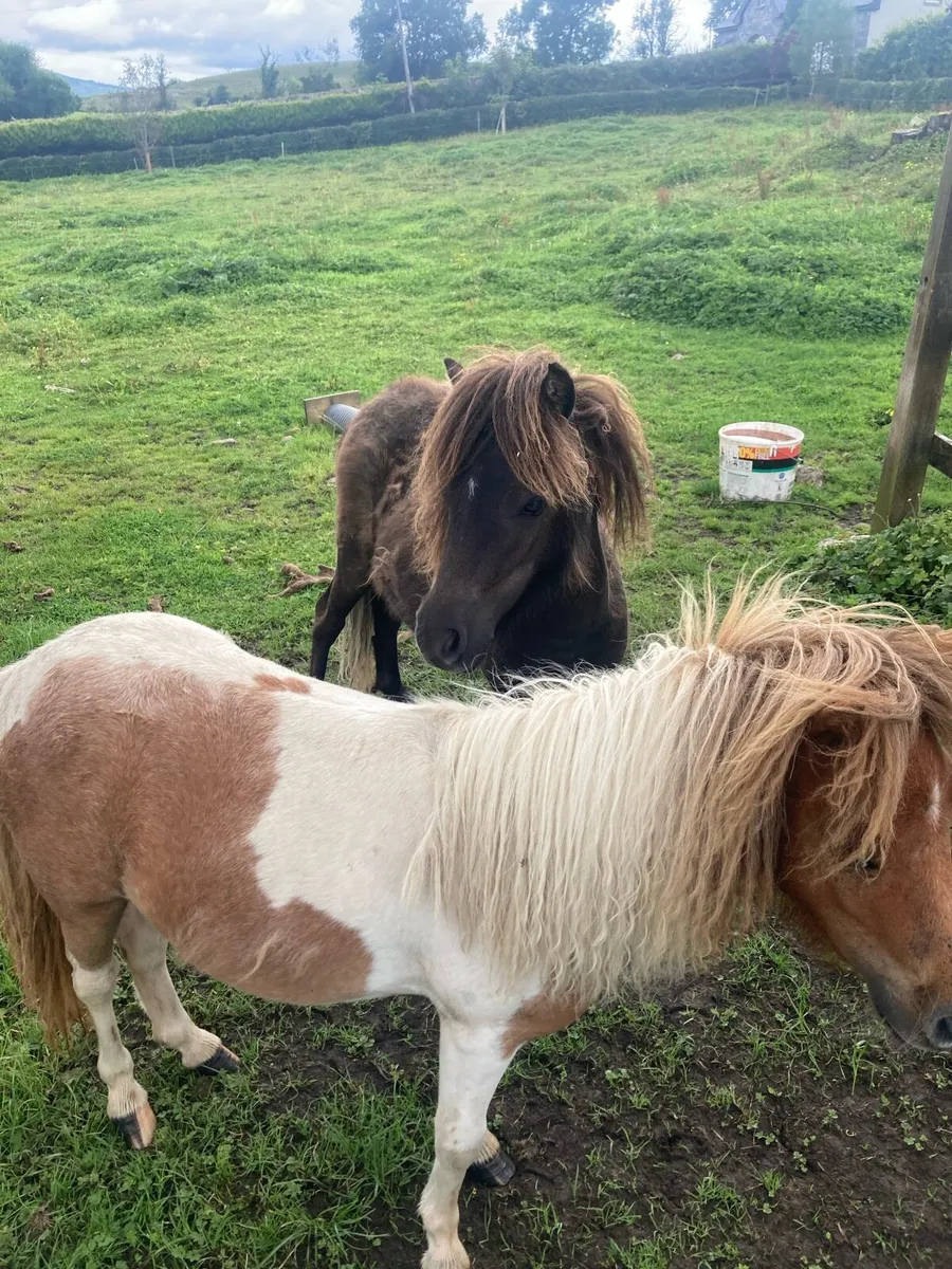 Shetland filly foals - Image 2
