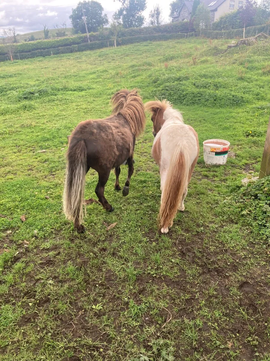 Shetland filly foals - Image 3