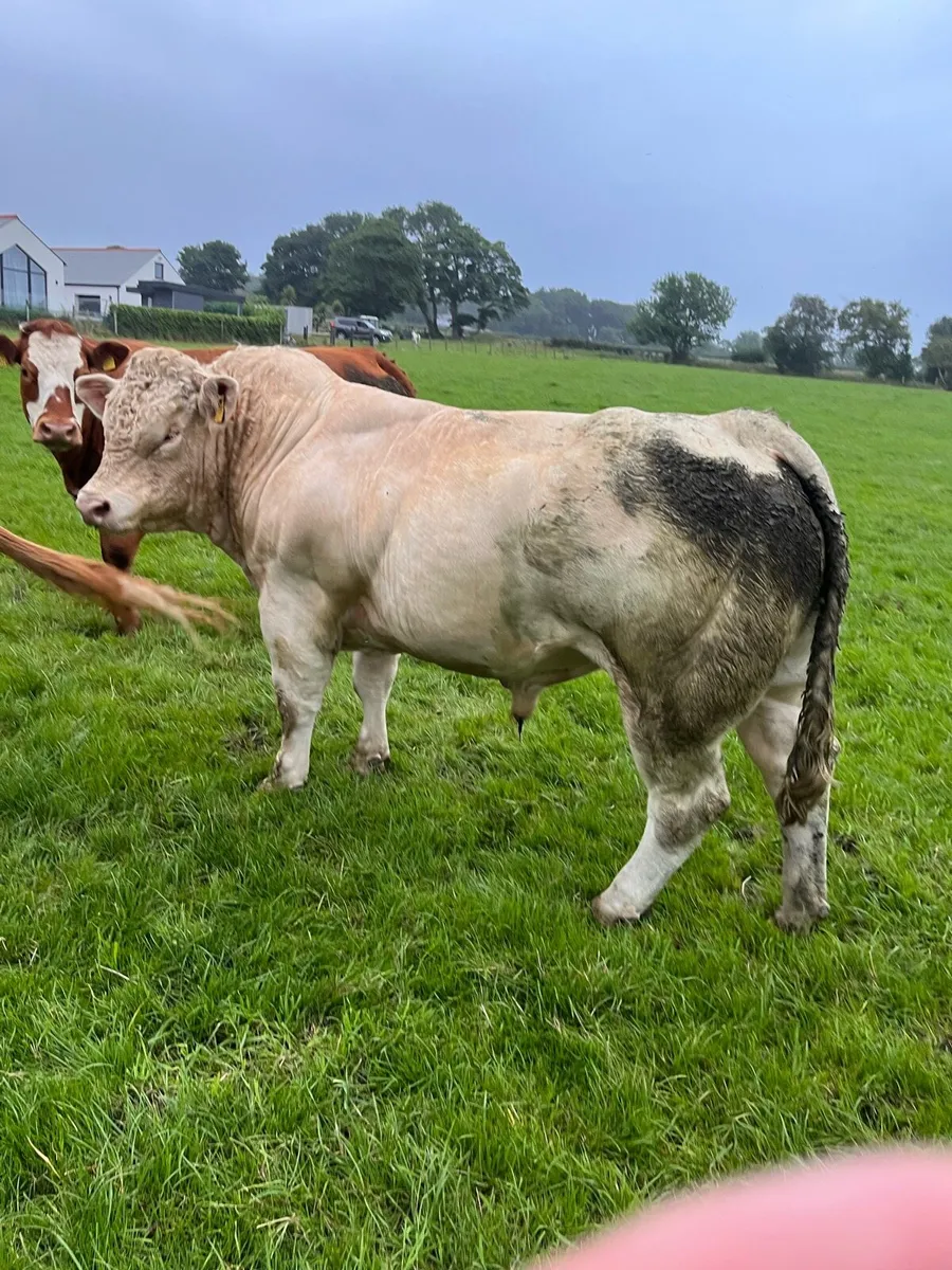 Genuine Pedigree Bull - Image 1