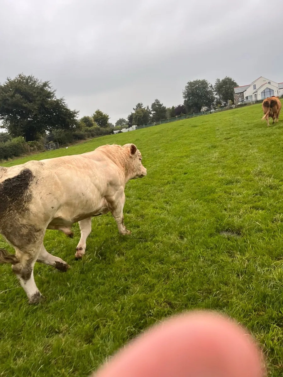 Genuine Pedigree Bull - Image 2