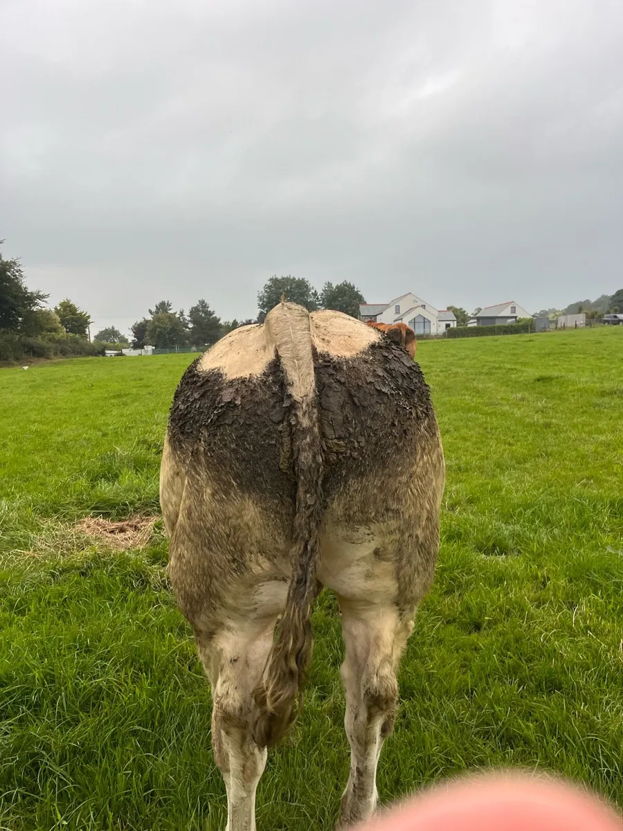 Genuine Pedigree Bull - Image 3