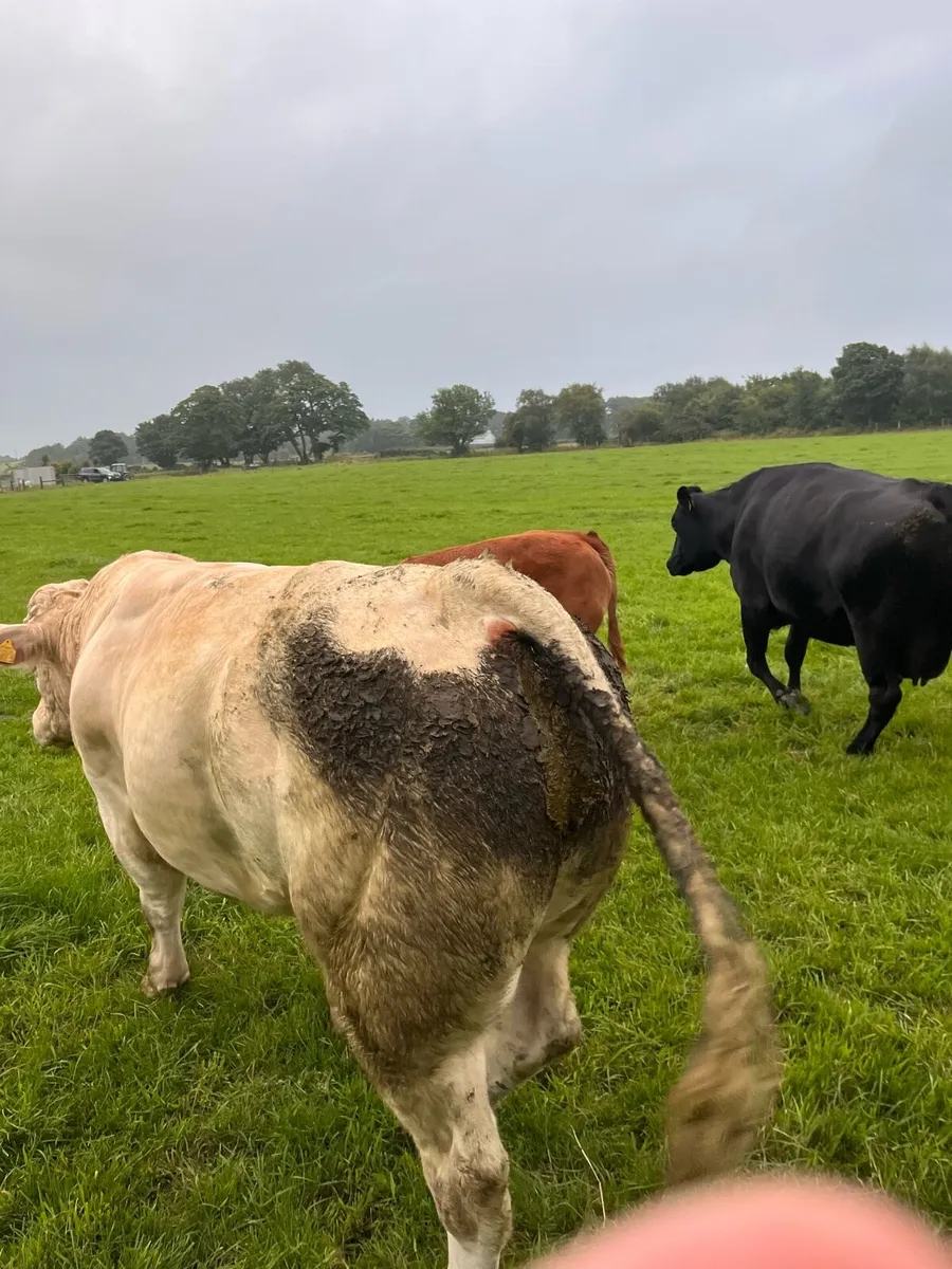 Genuine Pedigree Bull - Image 4