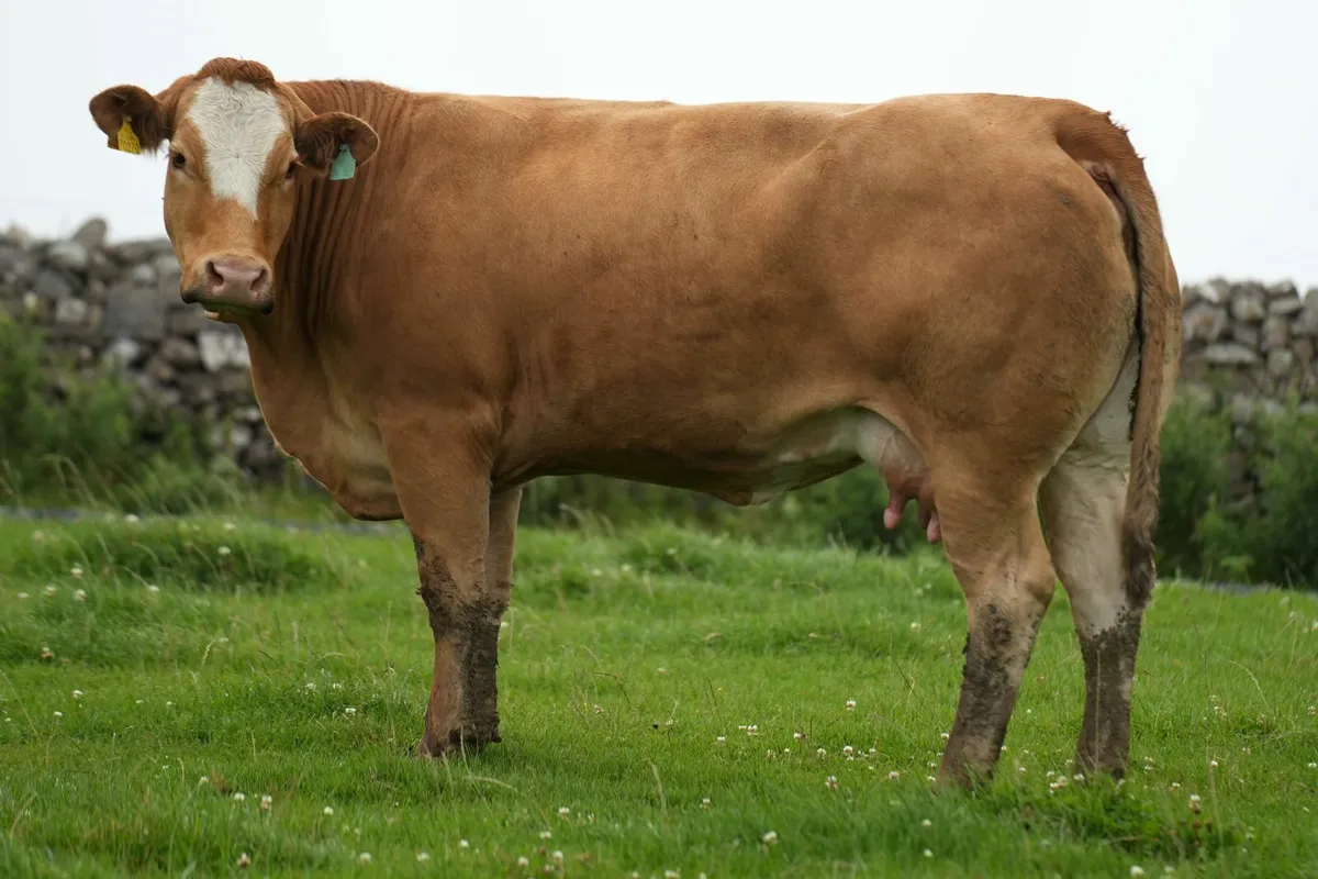 5 Super Cows & Blue Calves - Image 2