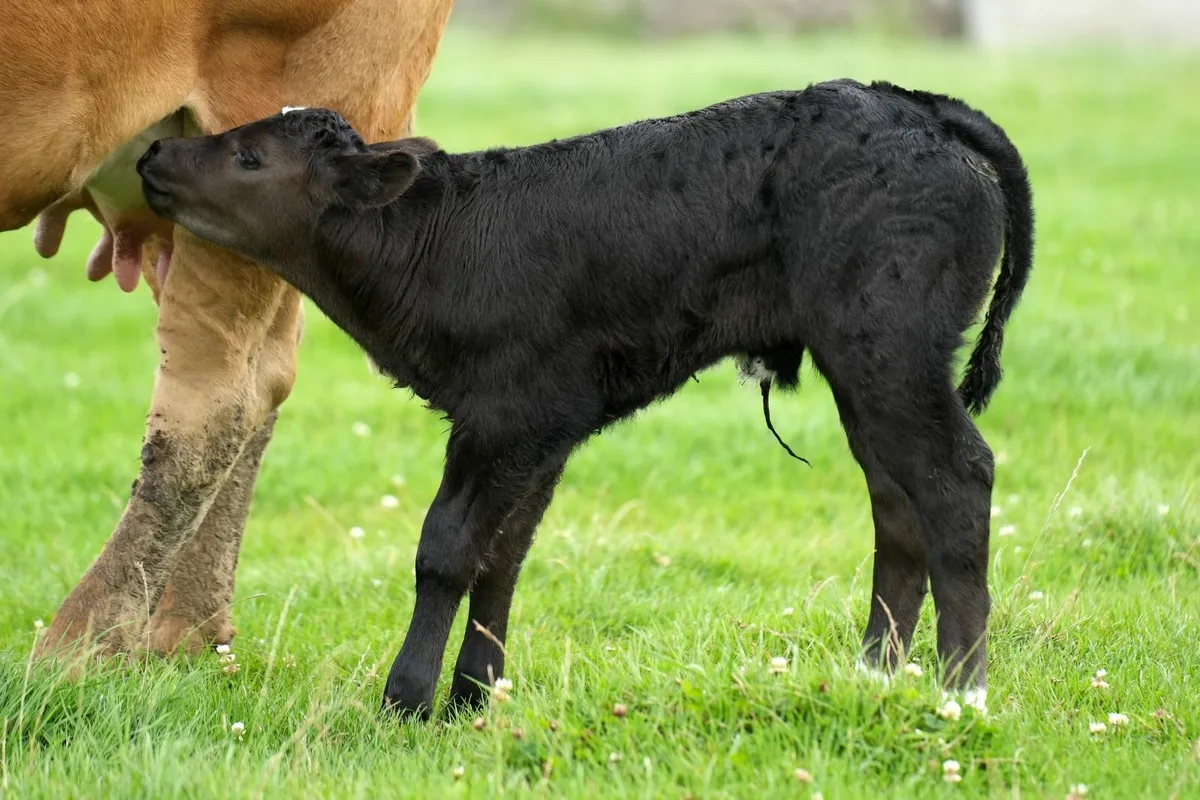 5 Super Cows & Blue Calves - Image 1