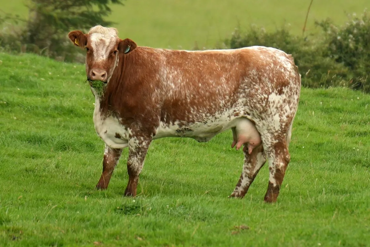 5 Super Cows & Blue Calves - Image 3