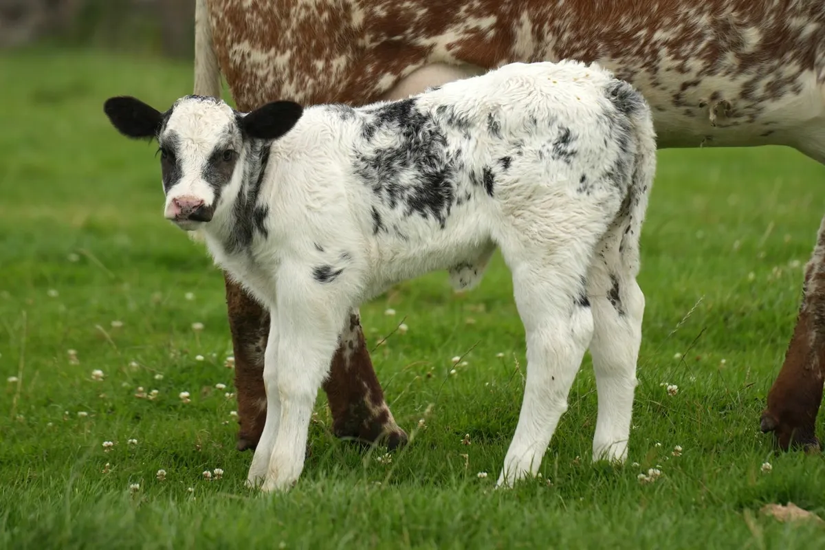 5 Super Cows & Blue Calves - Image 4