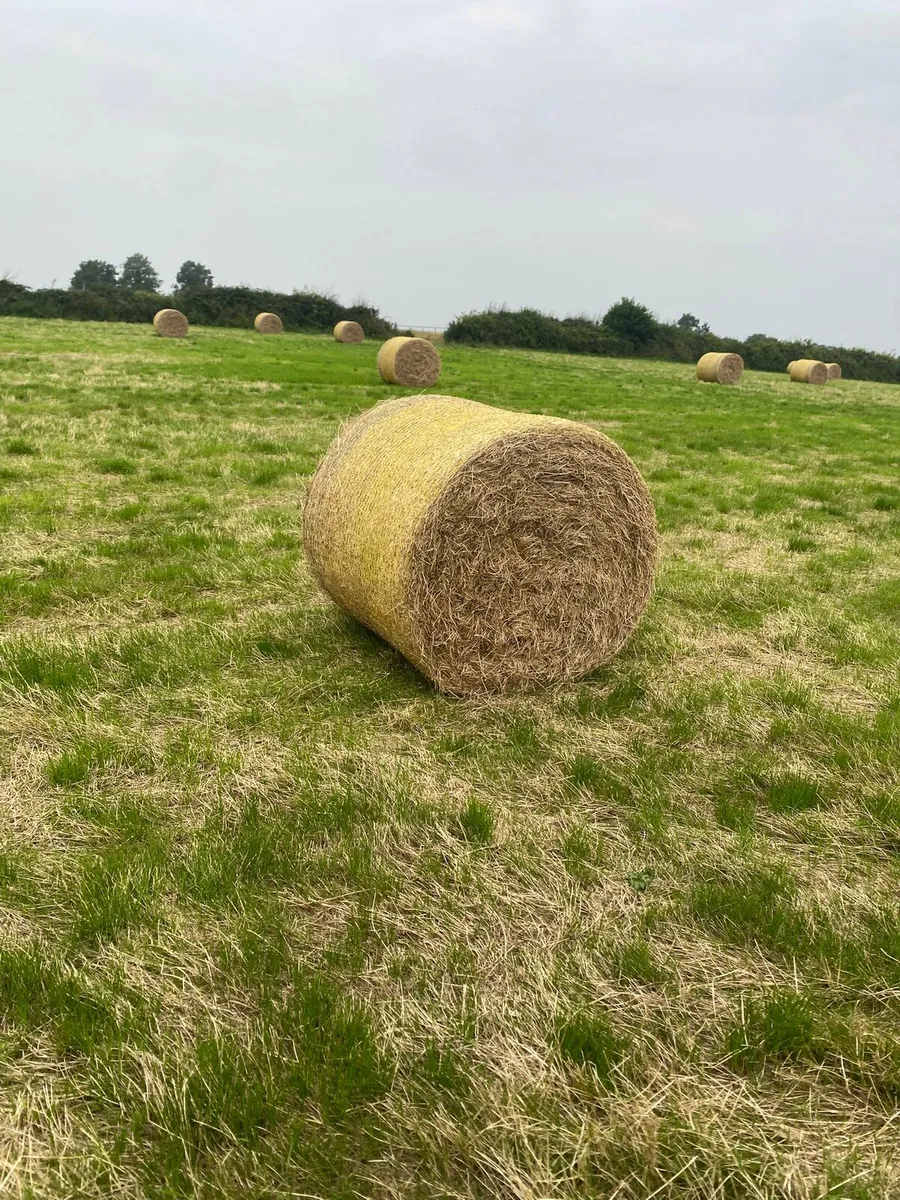 Hay For Sale - Image 1