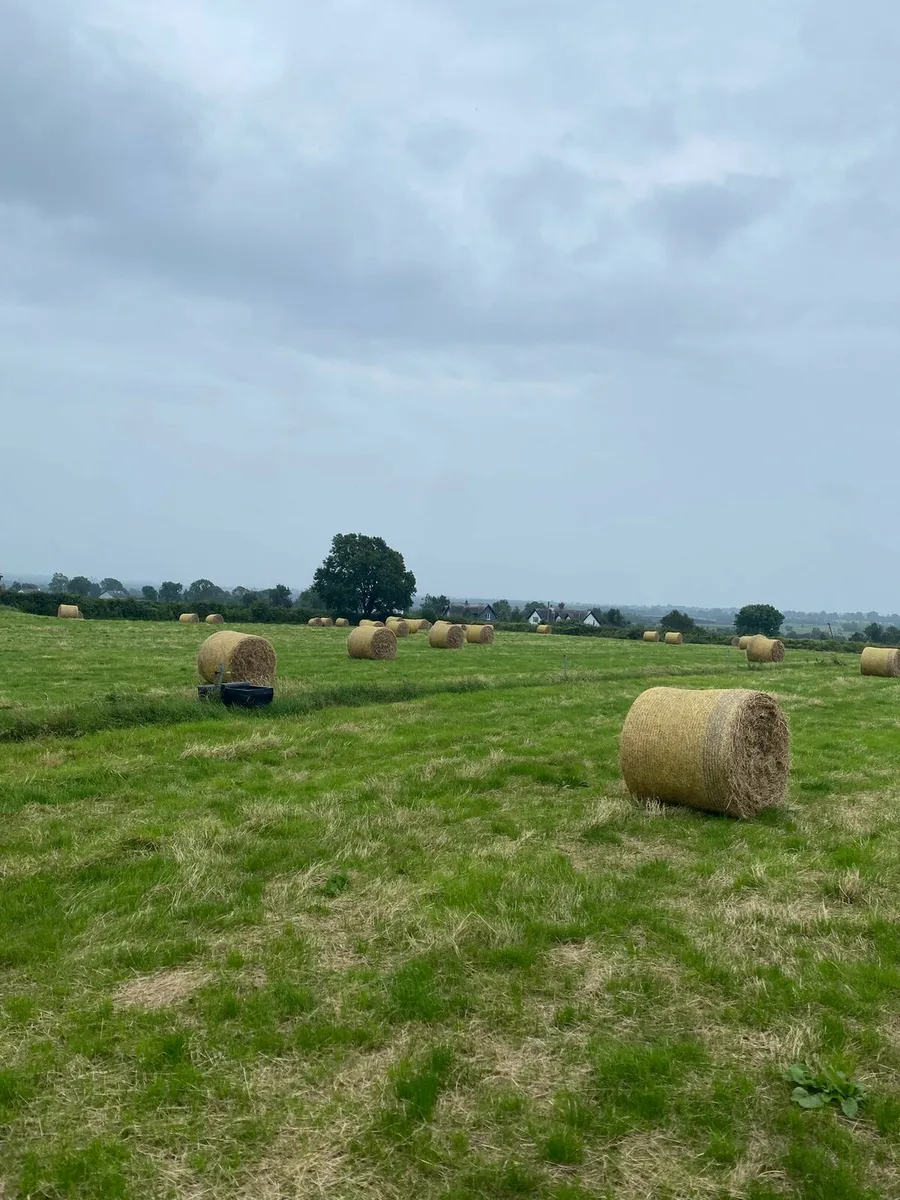 Hay For Sale - Image 2